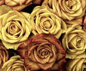 Roses Flower Love