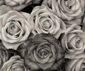 Amour De Fleurs Roses
