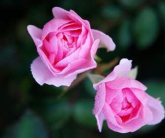 Rosas Flor Natur