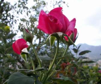 Rose In Fiore