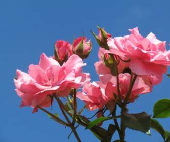 Mawar Merah Muda Bunga