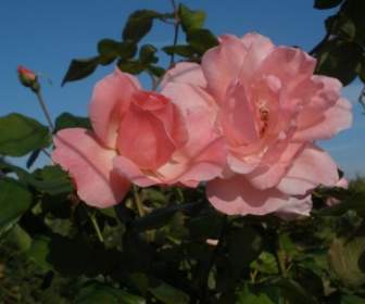 Розы розовые цветы