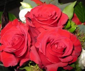Flores De Rosas Rosa