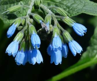 Grobe Beinwell Blume Blau