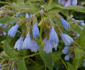 Grobe Beinwell Blume Blau