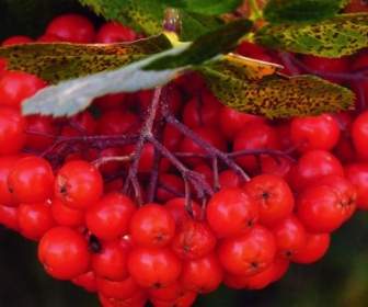 Rowan Berries Plant