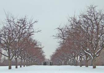 Rows Of Trees