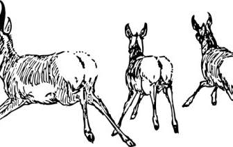 Running Antelope Clip Art