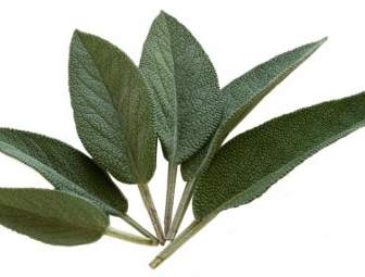 Salvia Kraeuer Spice