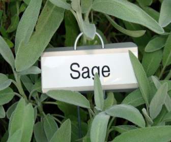 Sage Plant