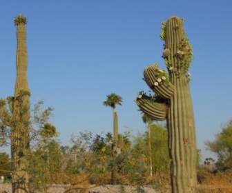 Kaktus Saguaro Arizona Hijau
