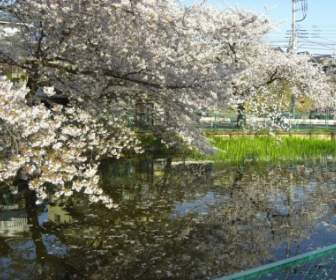 櫻花和池塘
