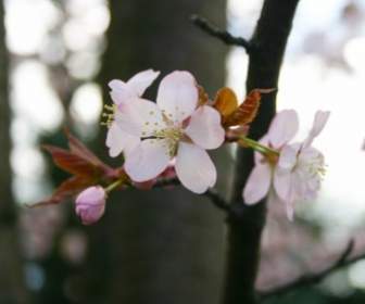日本樱花-春天-免费的照片