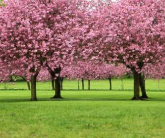 árvores De Sakura