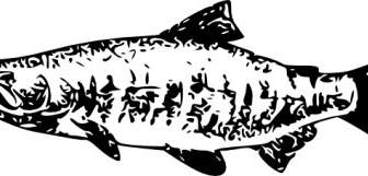 Salmon Clip Art