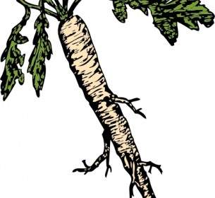 バラモンジンの食用植物根のクリップアート