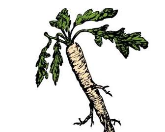 Salsify Food Plants Root Clip Art