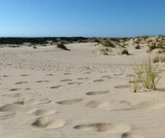Sand Tracks Sea Grass