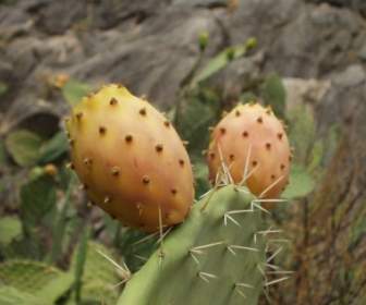 Sardinia Berduri Pir Kaktus