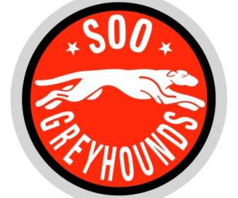 ทซอลท์เซนแมรี Greyhounds