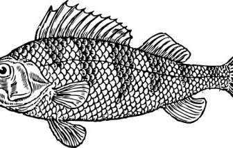 うろこ状の魚のクリップアート