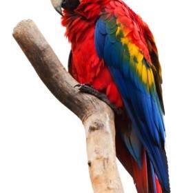 Scarlet Macaw Terisolasi
