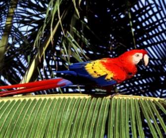 Scarlet Macaw Bertengger Tropis Wallpaper Beo Hewan