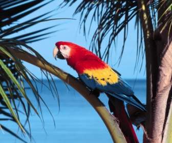 Scarlet Macaw Wallpaper Beo Hewan
