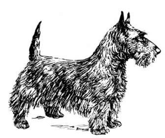 Scotch Terrier Bw