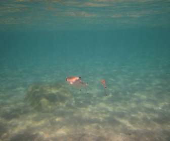 Sea Fish Underwater