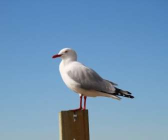 sea gull new zealand sky
