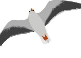Sea Gull Seagull Clip Art