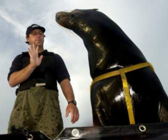 sea lion man trainer