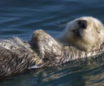 Sea Otter Wallpaper Other Animals