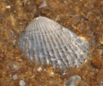 海贝壳贝壳