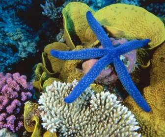 Sea Star-Bilder-andere Tiere