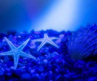 Sea Stars Wallpaper Other Nature