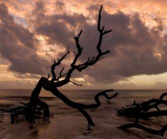 Natureza De Praias Do Mar árvore Papel De Parede