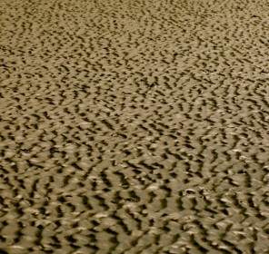 Mare Di Sabbia Di Watt