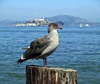 Seagull Bird Nature