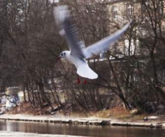 seagull bird nature