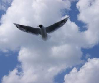 seagull birds sky