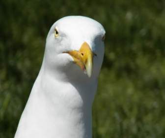Seagull Close Up