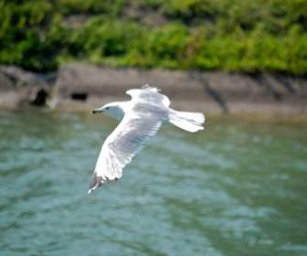 seagull fly bird