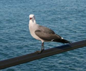 Chim Mòng Biển Perched Trên Bến Tàu Lan Can