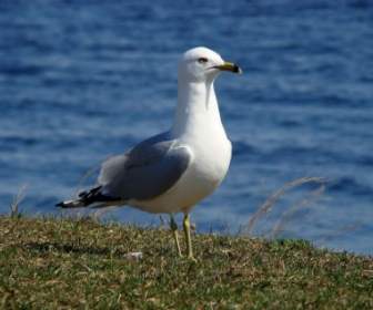 Seagull The Observer