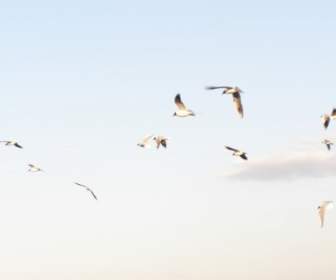 Burung-burung Camar Yang Terbang Musim Semi