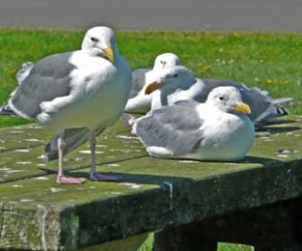 Seagulls Waterbirds Birds