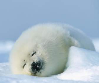 Seal Cub Wallpaper Baby Animals Animals
