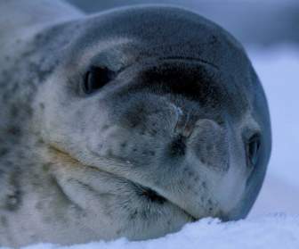 Seal Nature Outside
